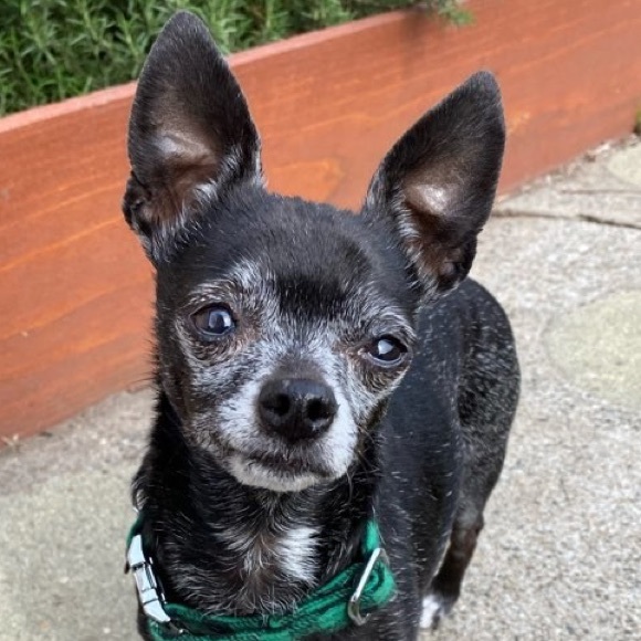 Meet your Posher, Amanda - Picture 1 of 1